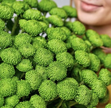 Хризантема кустовая «Филин Грин»