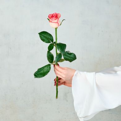 Роза "Россия"